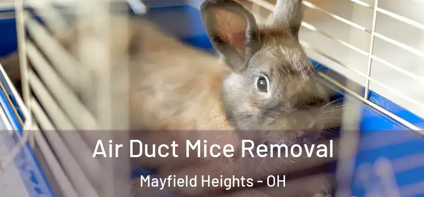  Air Duct Mice Removal Mayfield Heights - OH